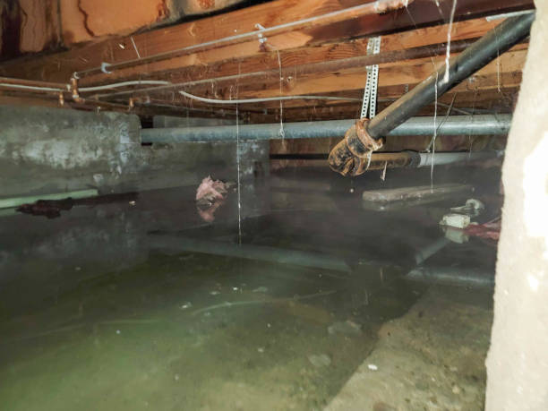 Best Carpet water damage restoration  in Runnemede, NJ